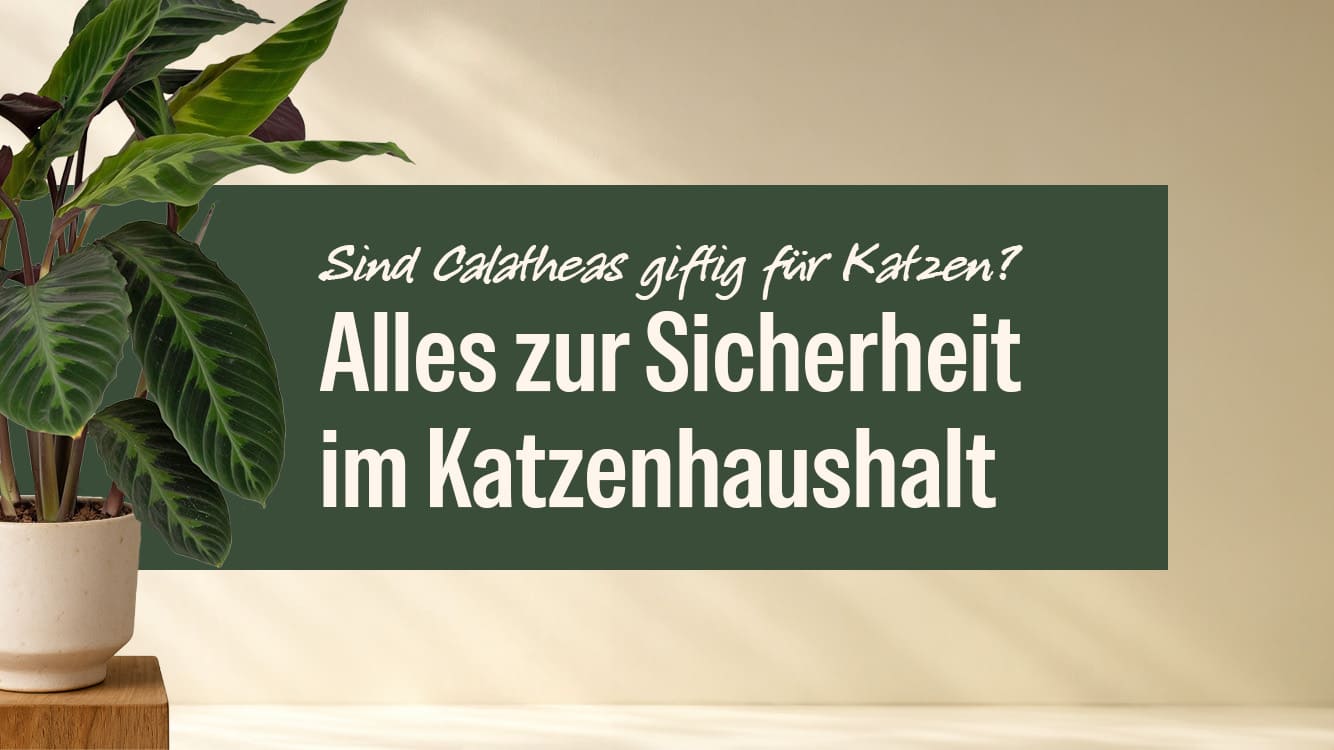 Sind Calatheas giftig fr Katzen? Alles zur Sicherheit im Katzenhausha   MyZimmerpflanze.de