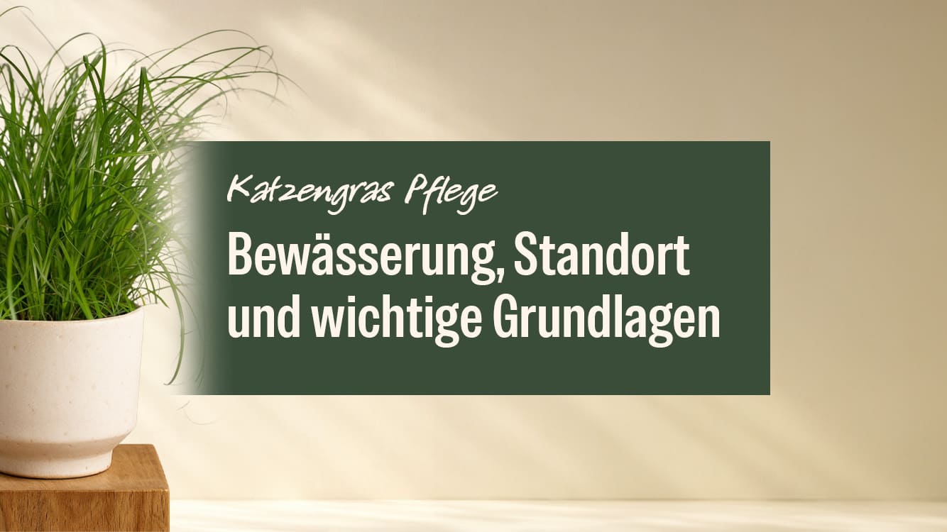 Katzengras Pflege: Bewsserung, Standort und wichtige Grundlagen   MyZimmerpflanze.de