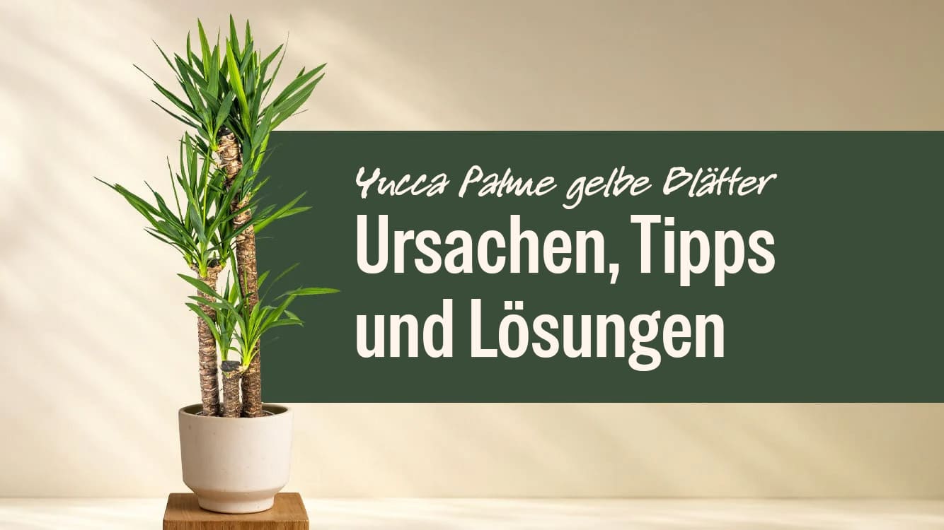 monstera wciornastek Want to buy Monstera Deliciosa (Hole Plant)? | 110cm high main image 0