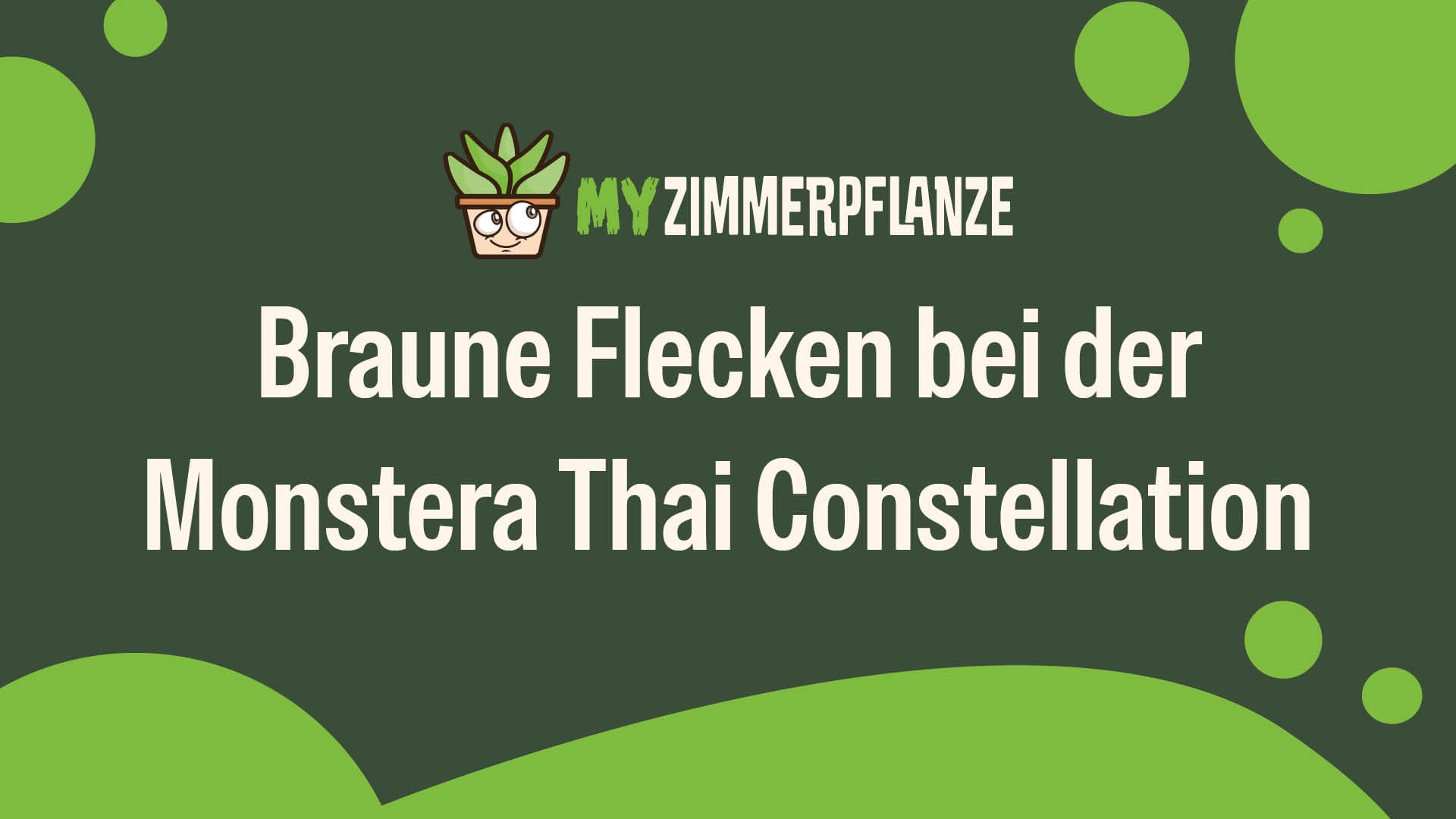 Monstera Thai Constellation braune Flecken: Ursachen & Tipps   MyZimmerpflanze.de