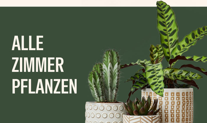 Zimmerpflanzen