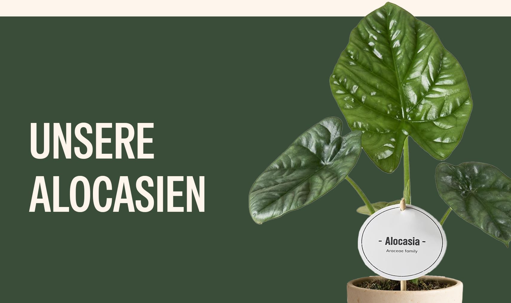 Alocasia online kaufen | Direkt vom Zchter  MyZimmerpflanze.de