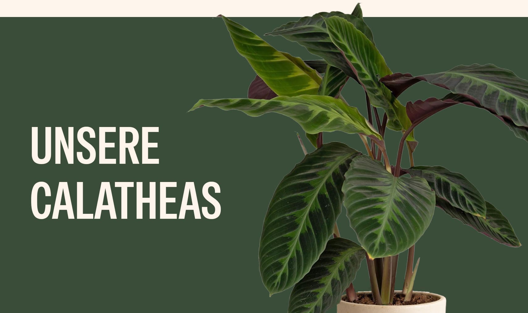 Calathea online kaufen | Direkt vom Zchter  MyZimmerpflanze.de