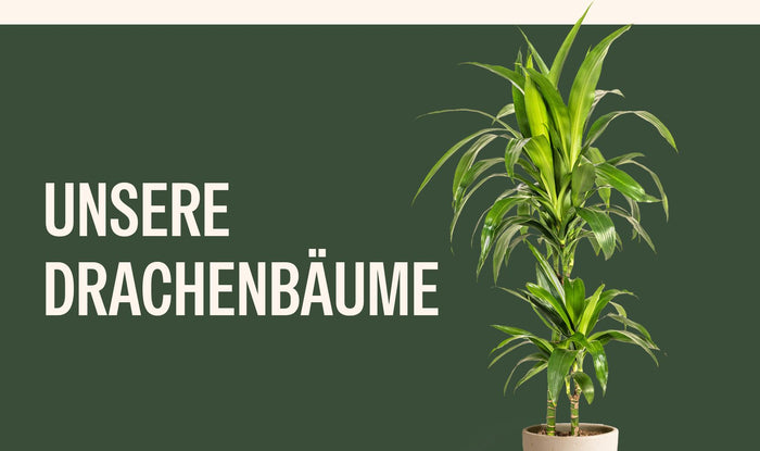 Drachenbaum