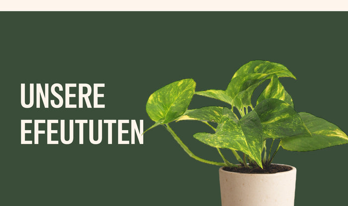 Efeutute