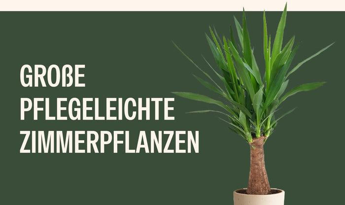 Große pflegeleichte Zimmerpflanzen