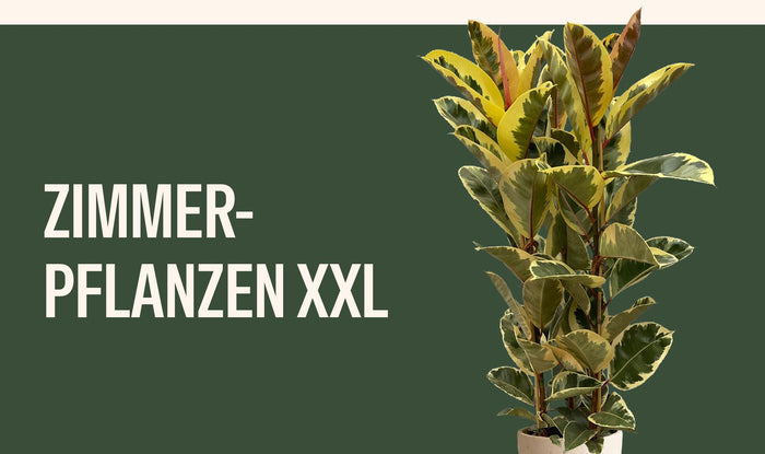 Zimmerpflanzen XXL