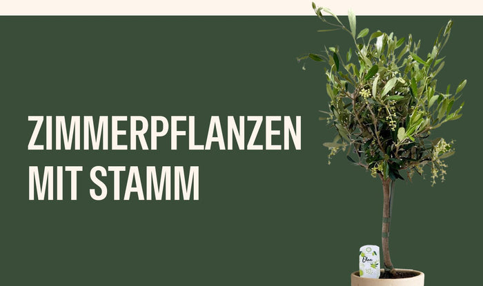 Zimmerpflanzen mit Stamm