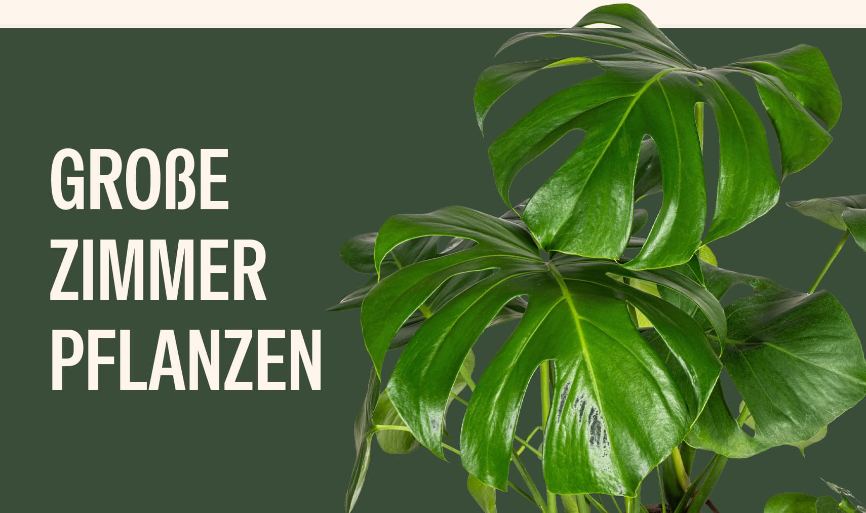 Groe Bertpfe Fr Zimmerpflanzen