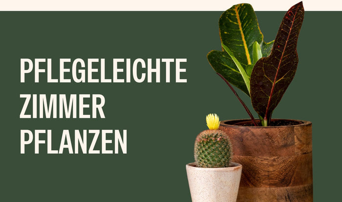 Pflegeleichte Zimmerpflanzen