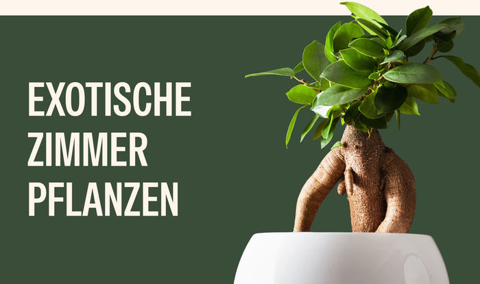 Exotische Zimmerpflanzen