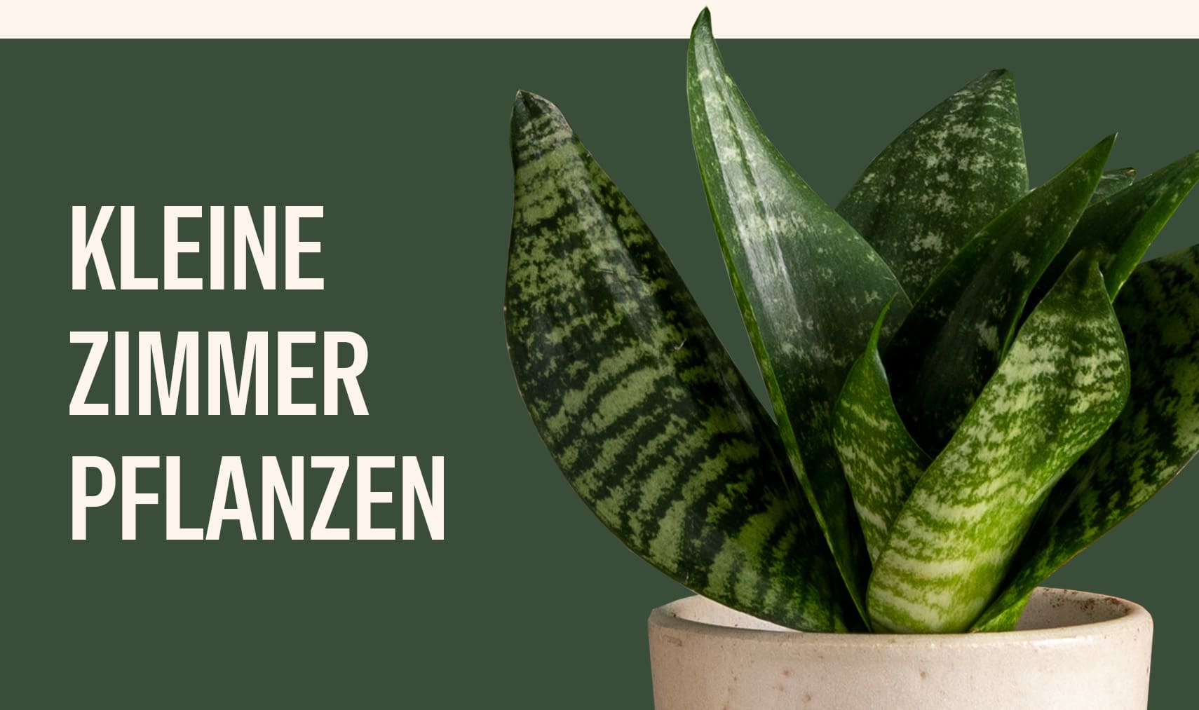 alocasia odora variegata yellow Alocasia Odora Variegata Yellow-gold – Urbane Eight Inc