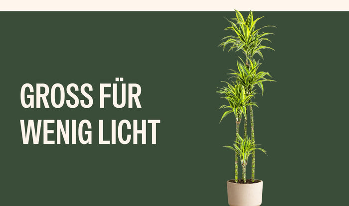 Große Zimmerpflanzen für wenig Licht
