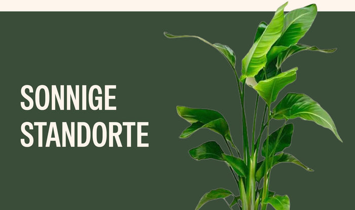 Zimmerpflanzen für sonnige Standorte