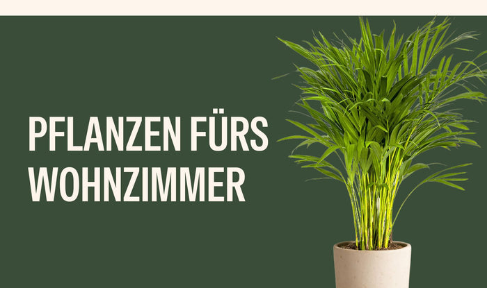 Pflanzen fürs Wohnzimmer