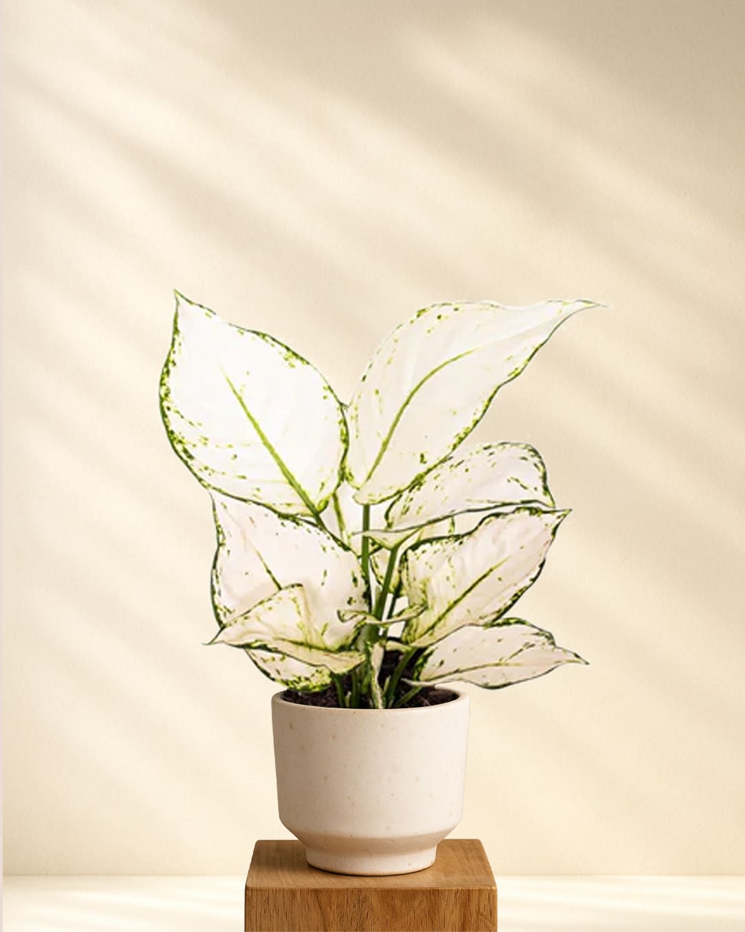 aglaonema kaufen Aglaonema White Joy kaufen – elegante Zimmerpflanze für wenig Licht – MyZimmerpflanze.de