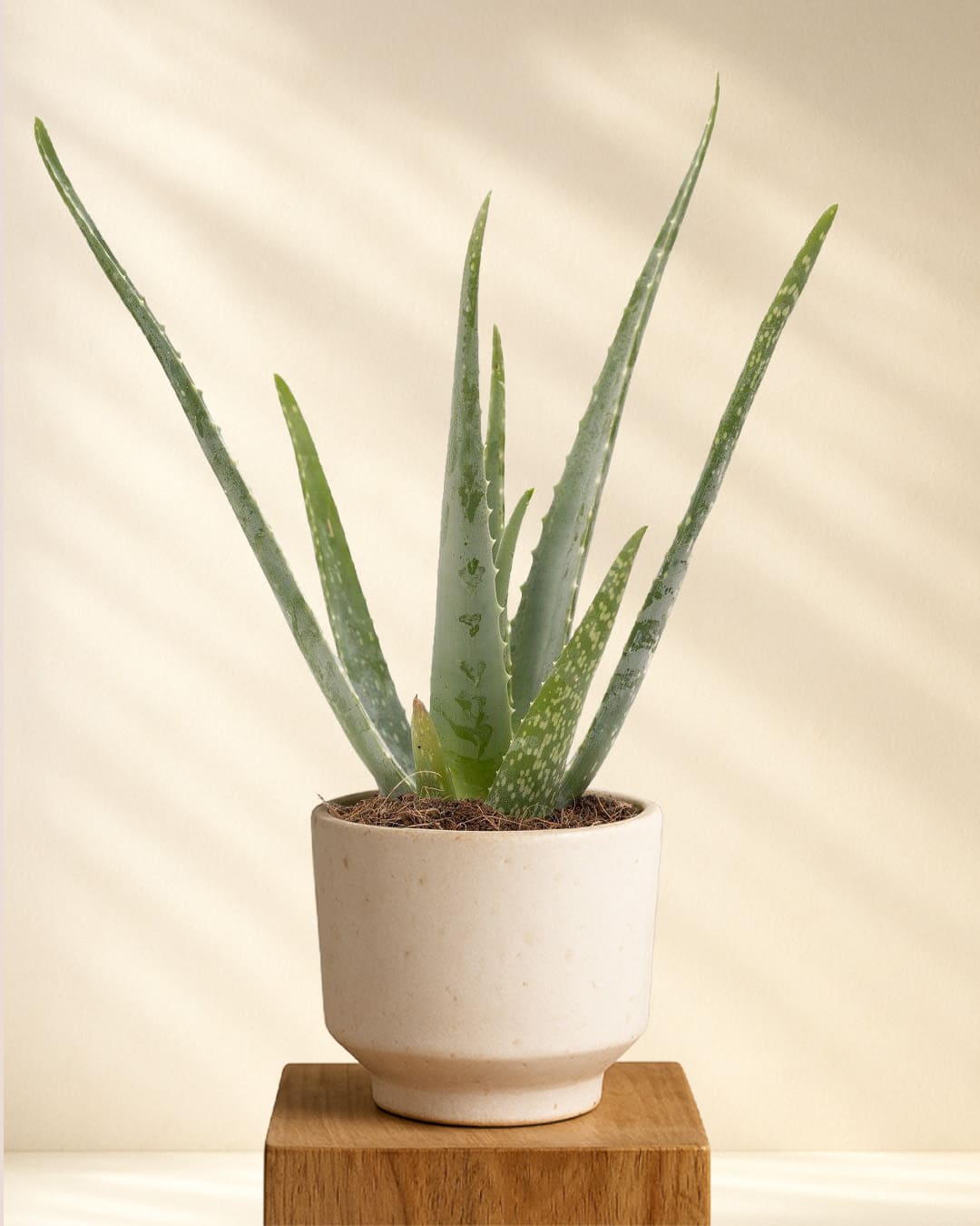 house plants anthurium Anthurium Renaissance main image 0