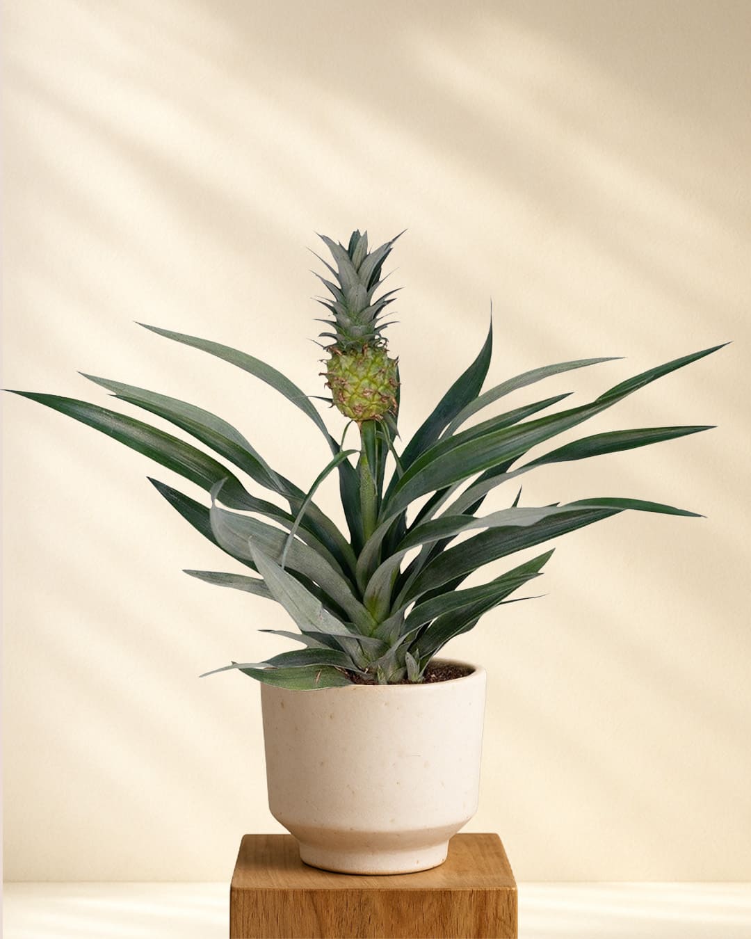 Ananas Pflanze online kaufen
