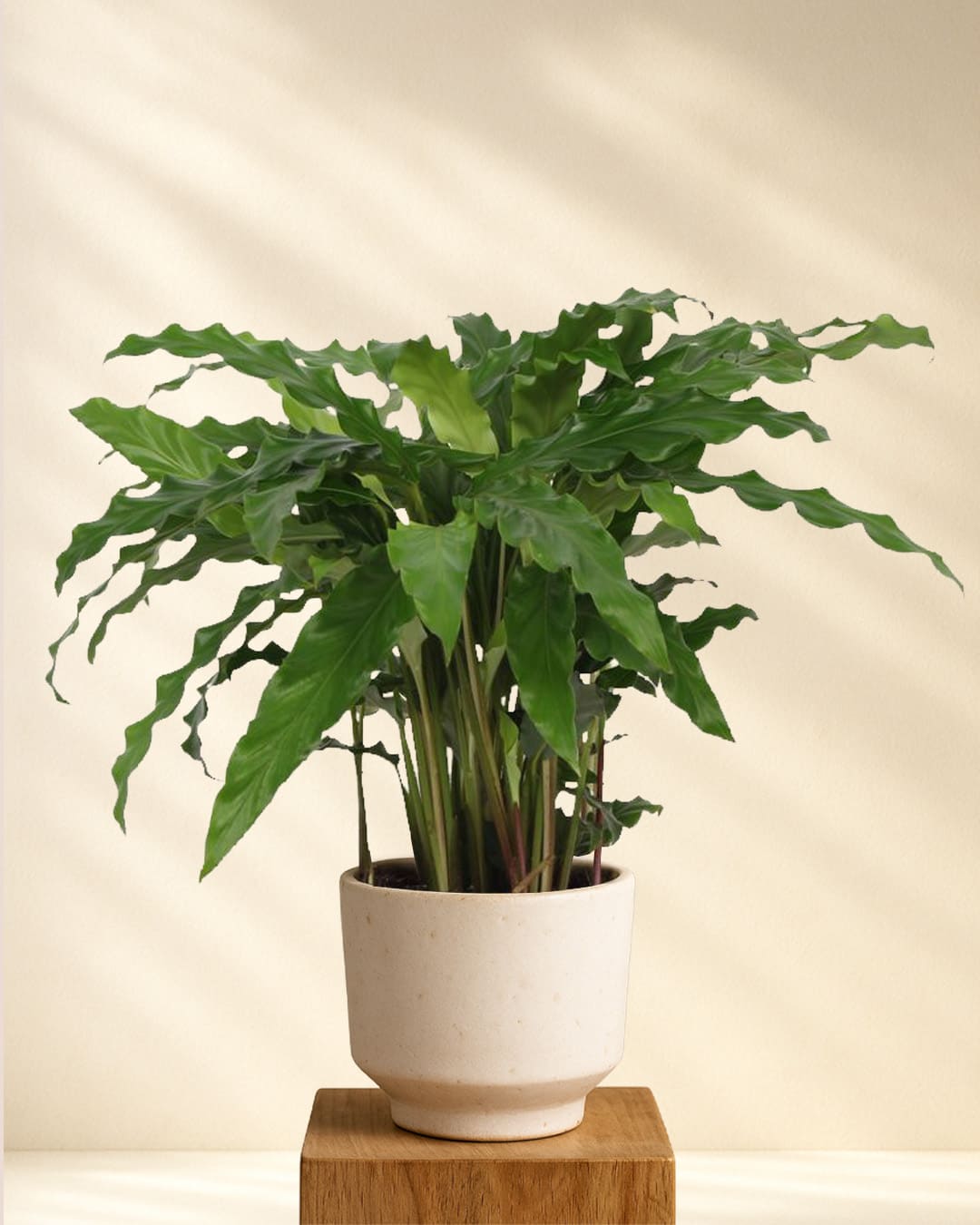 Produktbild Calathea Bluegrass