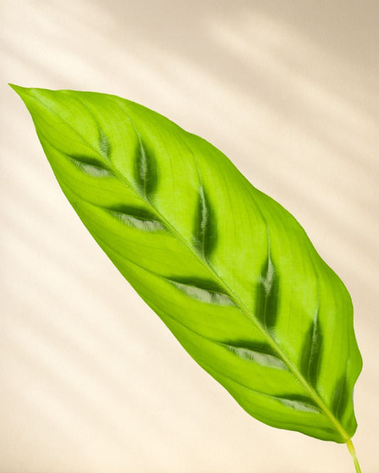 Produktbild: Calathea Leopardina Closeup