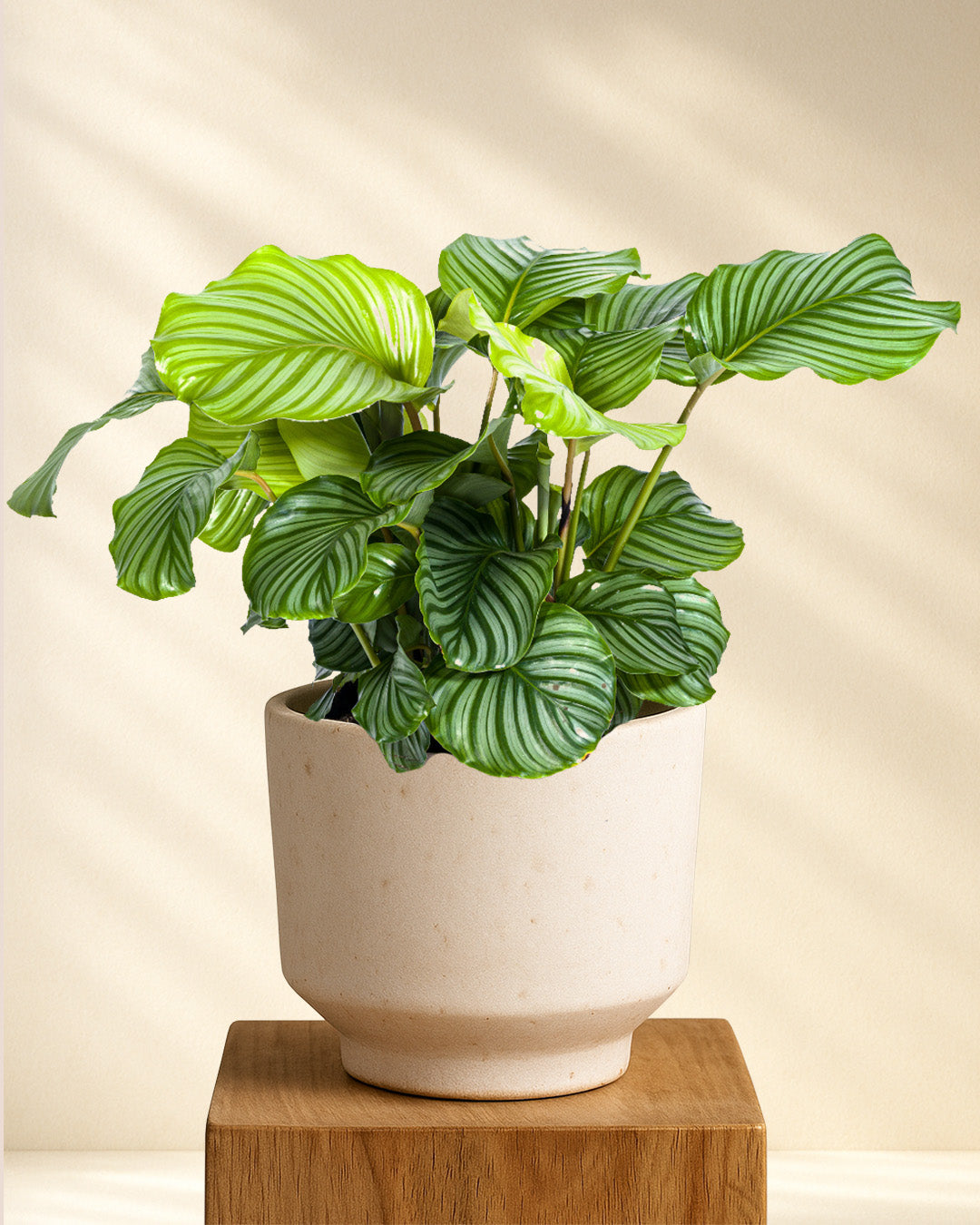 Calathea Orbifolia kaufen – die Blattschönheit für dein Zuhause –  MyZimmerpflanze.de