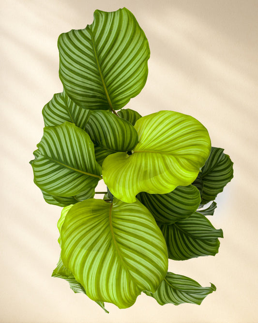 Calathea Orbifolia Closeup von oben