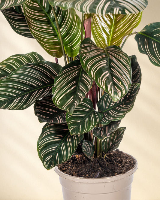 Calathea Ornata Sanderiana CloseUp