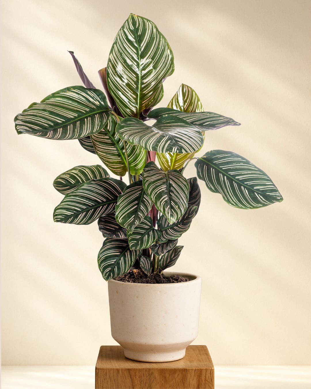Calathea Ornata Sanderiana online kaufen  MyZimmerpflanze.de