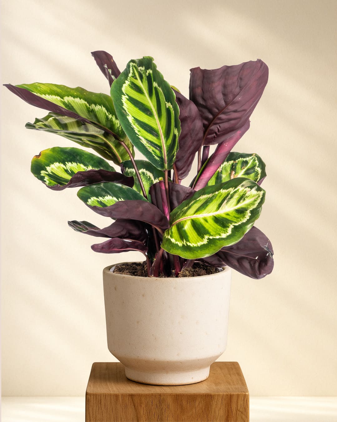 Calathea Roseopicta online kaufen – MyZimmerpflanze.de