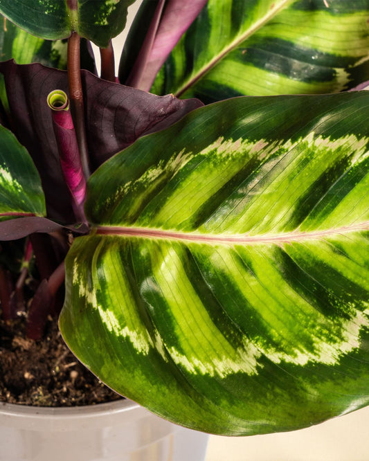 Calathea Roseopicta CloseUp Blätter