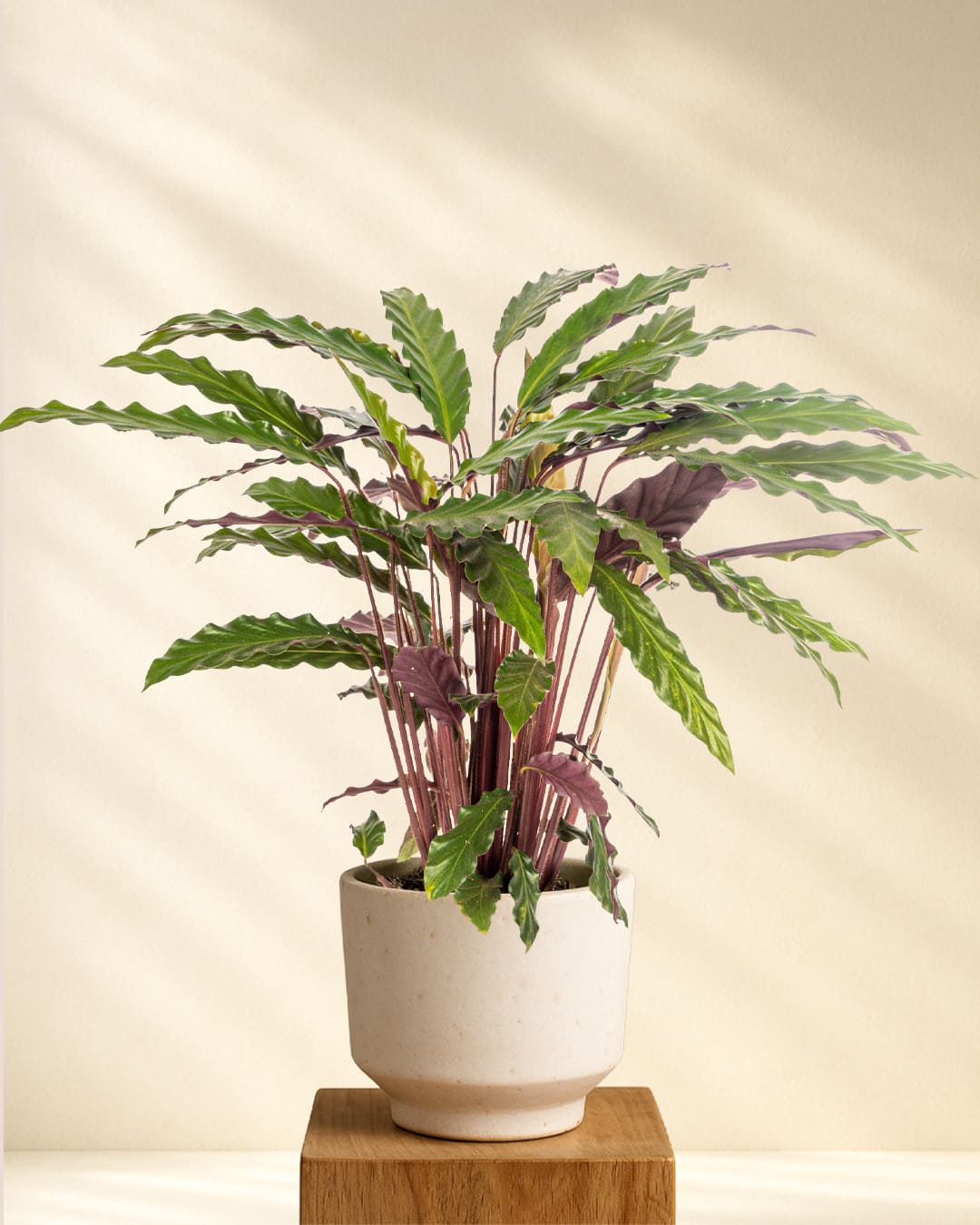 Calathea Rufibarba kaufen – die Zimmerpflanze mit Bewegungseffekt –  MyZimmerpflanze.de