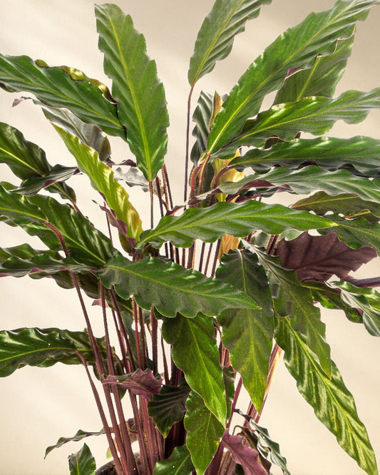 Calathea Rufibarba Closeup Blätter