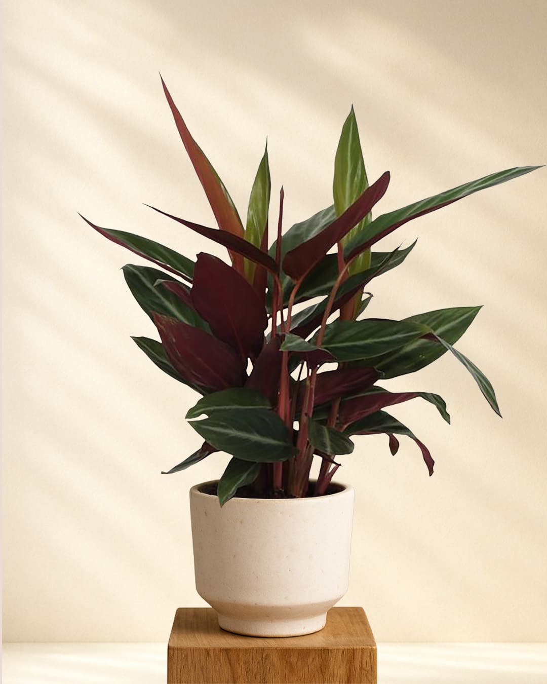 Produktbild: Calathea Stripestar