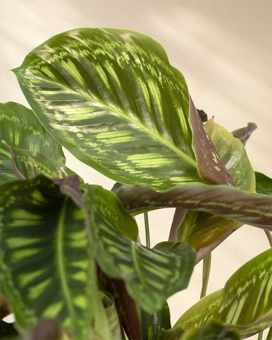 CloseUp Calathea Flamestar Pfauenpflanze