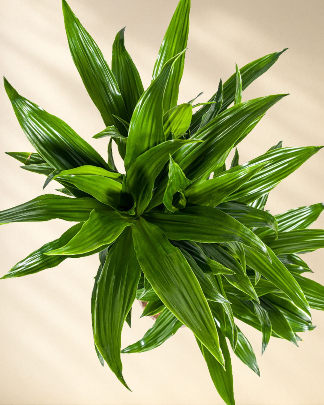 Dracaena Deremensis Green Jewel Closeup von oben