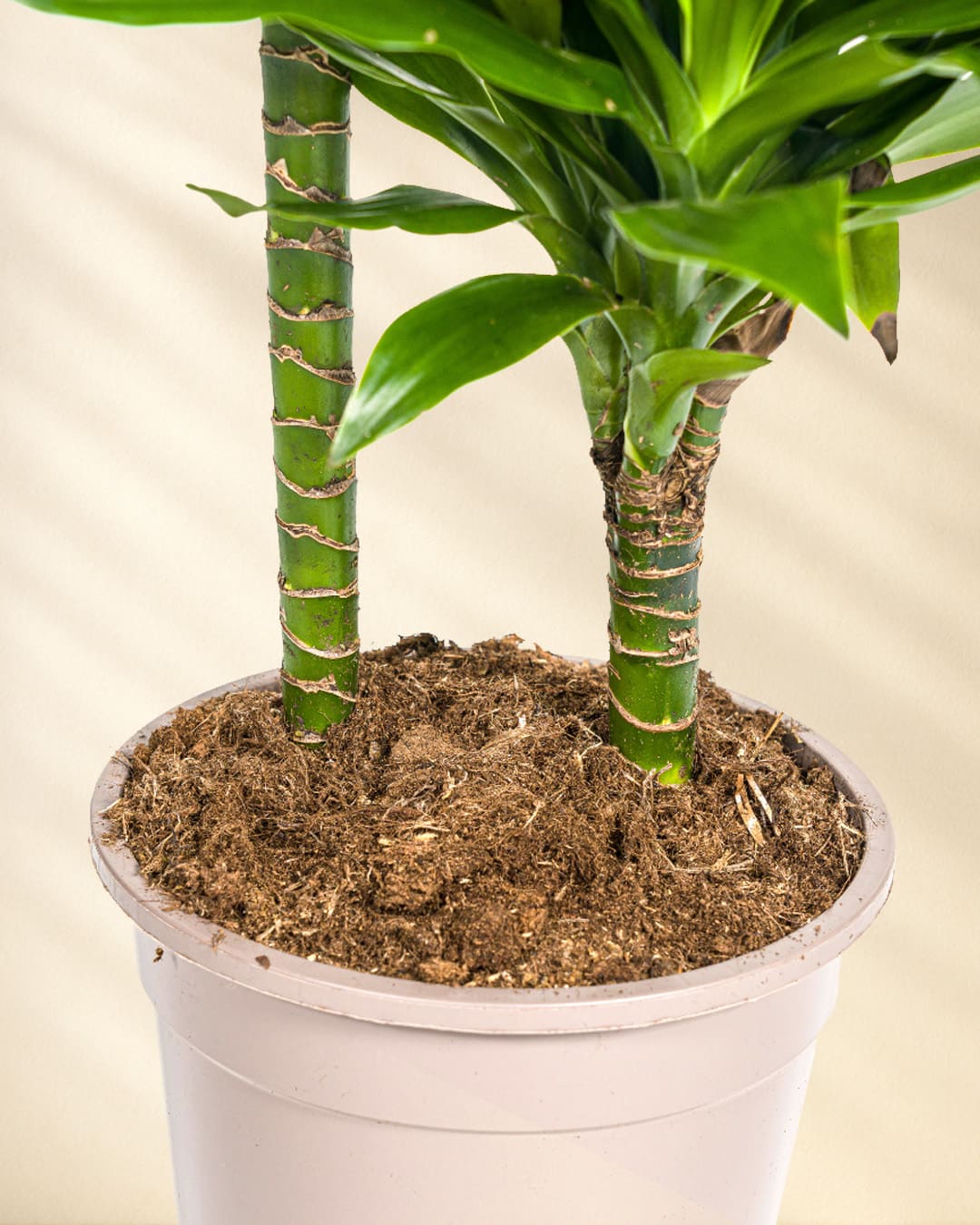 Dracaena Deremensis Green Jewel Closeup Stamm