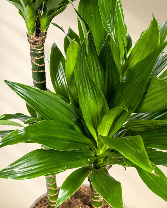 Dracaena Deremensis Green Jewel Closeup Blätter