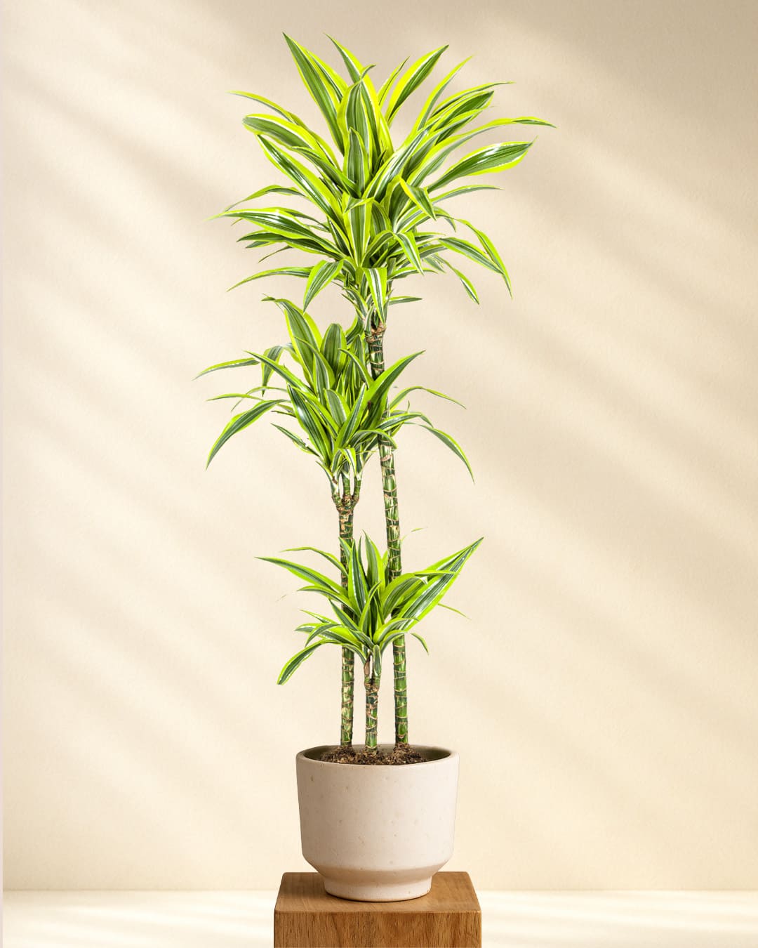 Produktfoto Dracaena Deremensis Lemon Lime 130-150cm