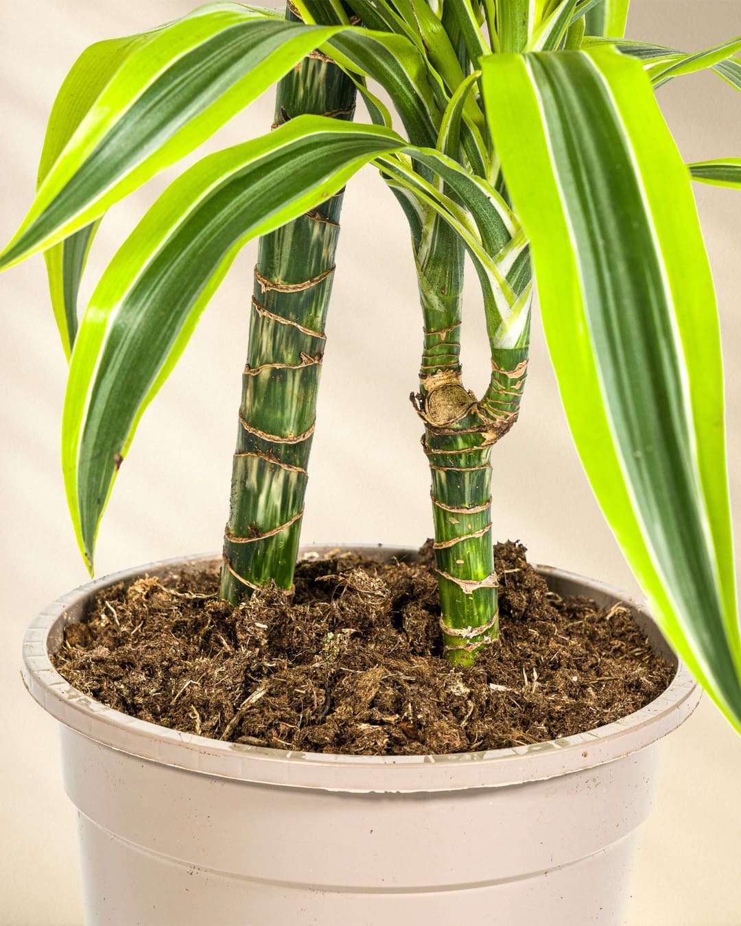 Dracaena Deremensis Lemon Lime Closeup Stamm