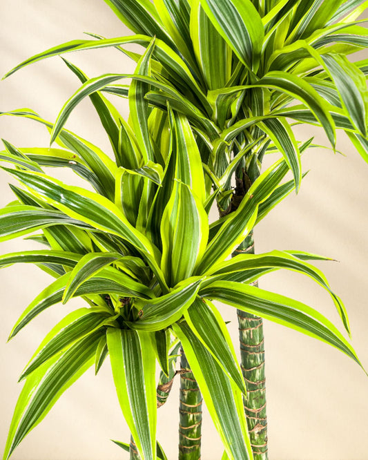 Dracaena Deremensis Lemon Lime Closeup Blätter