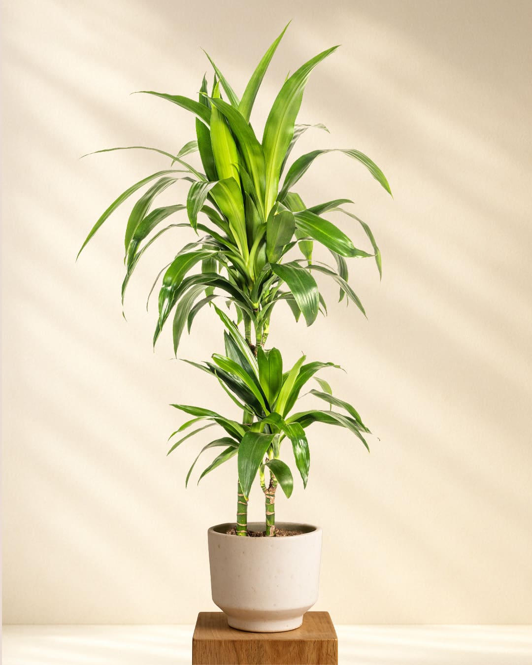 drachenbaum deremensis Dracaena Deremensis Lisa
