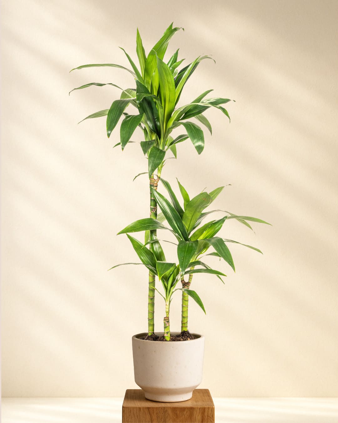 Produktbild Dracaena Deremensis Lisa 90-110cm