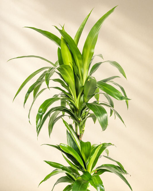 Dracaena Deremensis Lisa Closeup Blätter