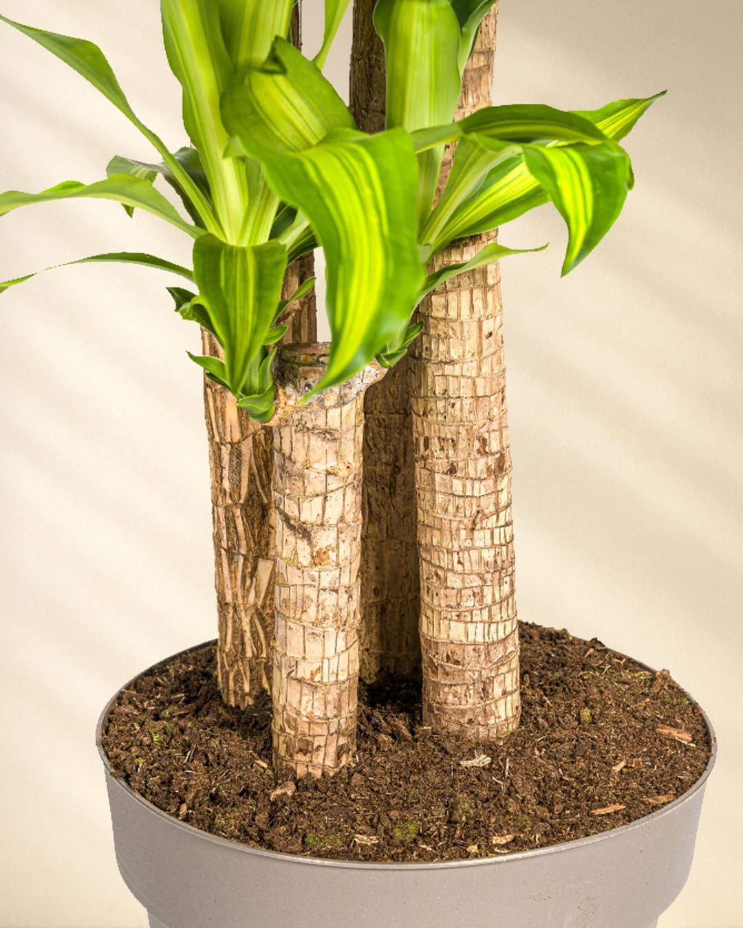 Dracaena Fragrans Massangeana Closeup Stamm