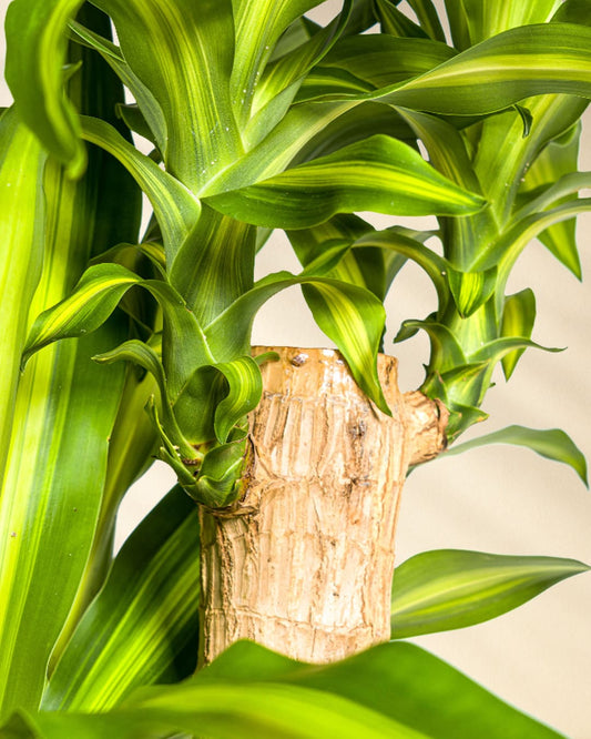 Dracaena Fragrans Massangeana Closeup