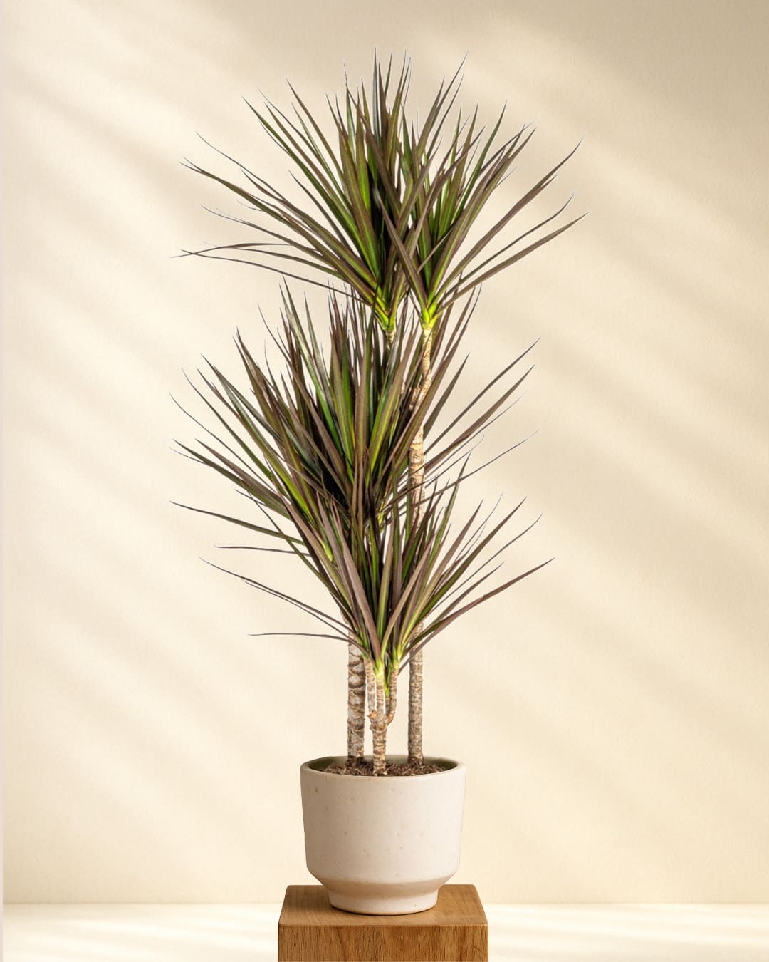Produktbild Dracaena Marginata Magenta 110-130cm
