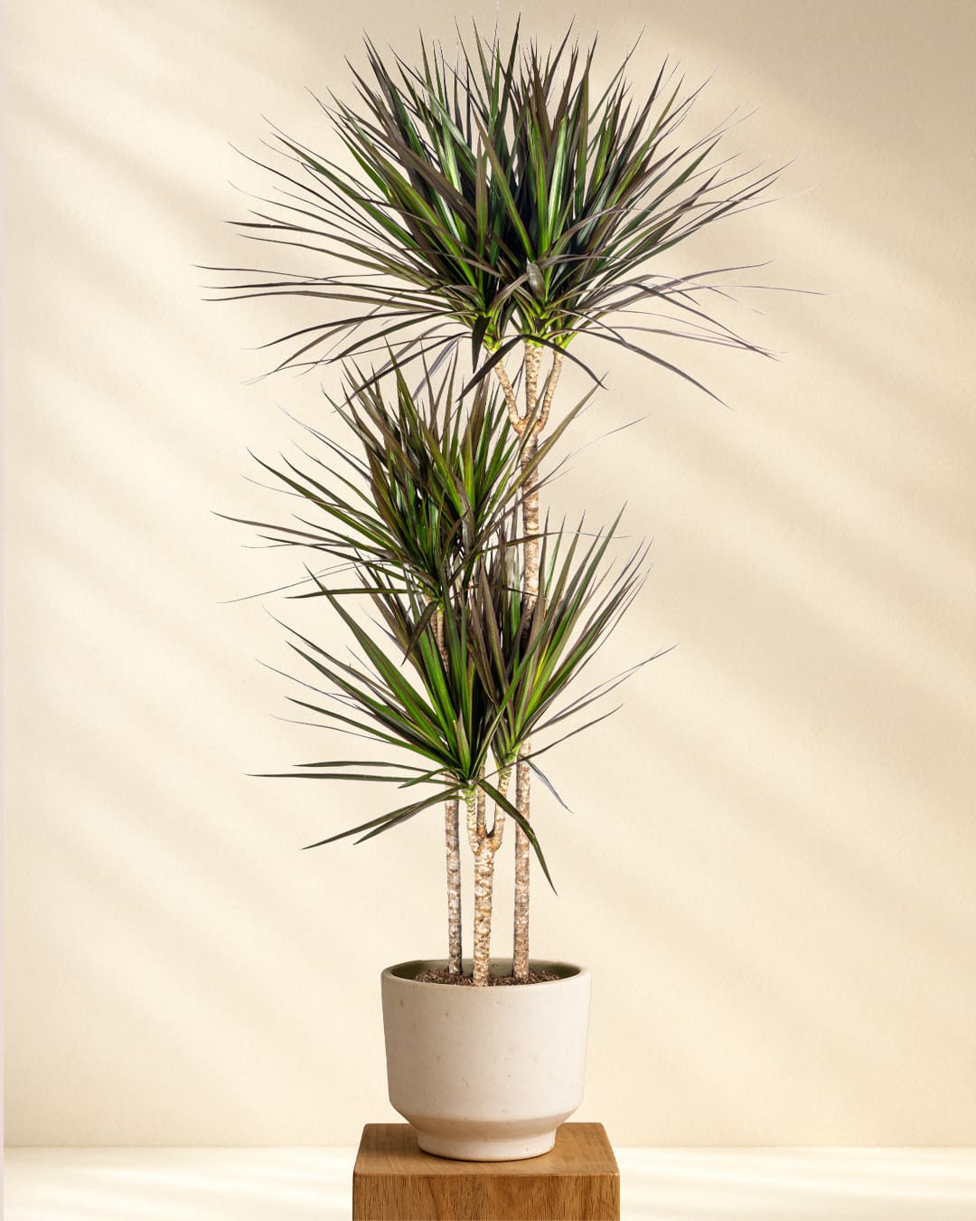 Produktbild Dracaena Marginata Magenta 130-150cm