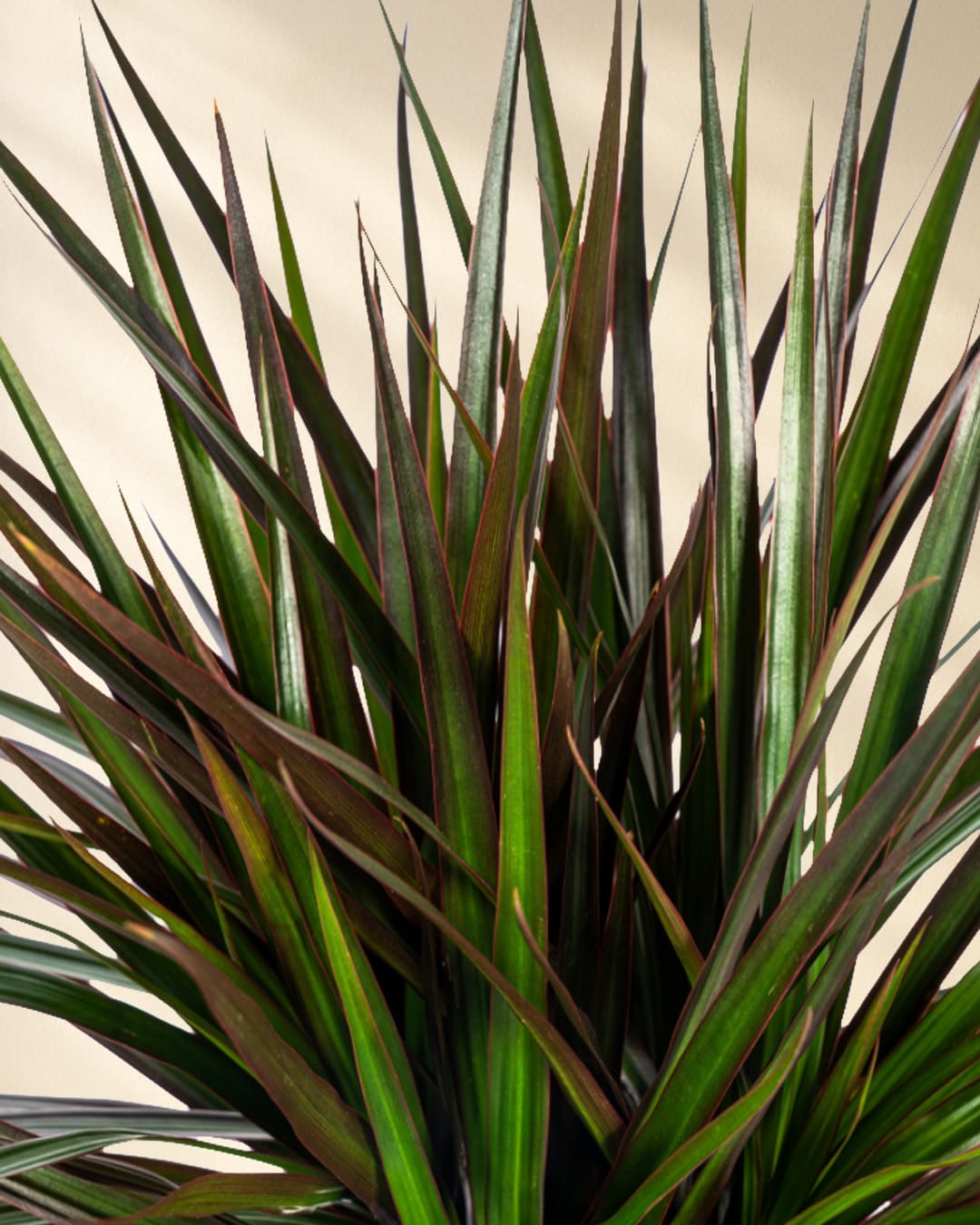 Dracaena Marginata Magenta Closeup Blätter