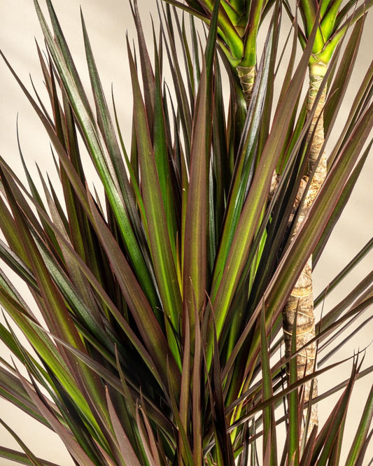 Drachenbaum Closeup Blätter