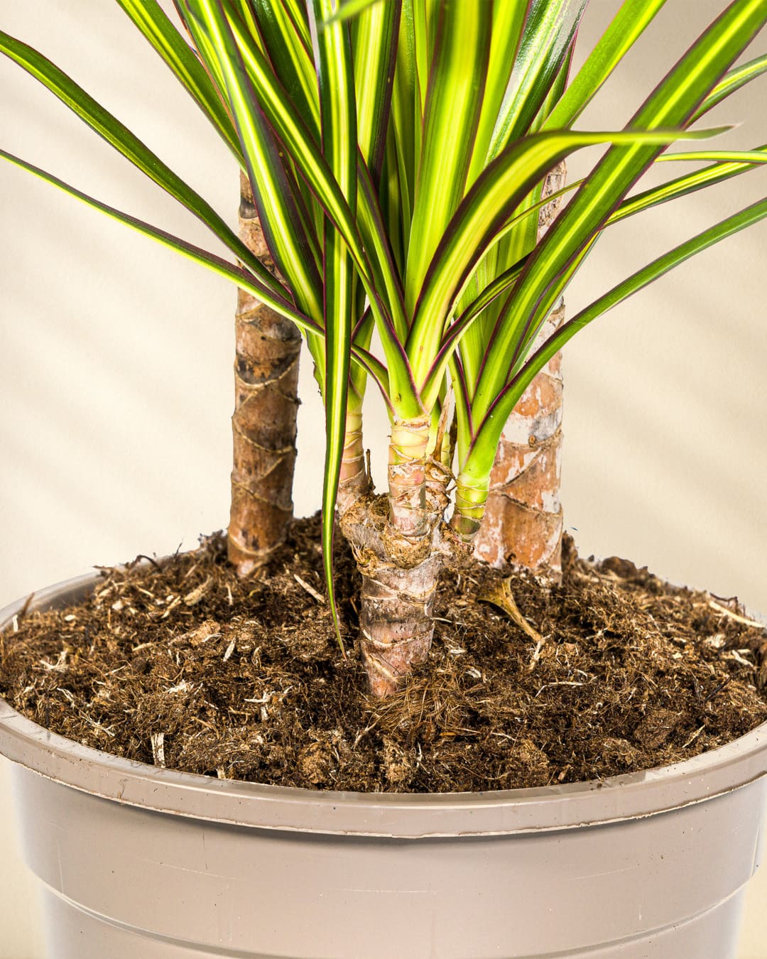 Dracaena Marginata Sunray Closeup Topf